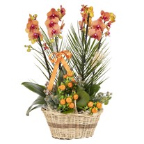 Imperial Bloom Luxury Orkide