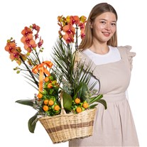 Imperial Bloom Luxury Orkide