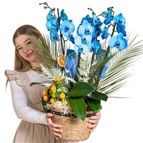 Blue Orchid Signature Collection