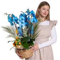 Blue Orchid Signature Collection