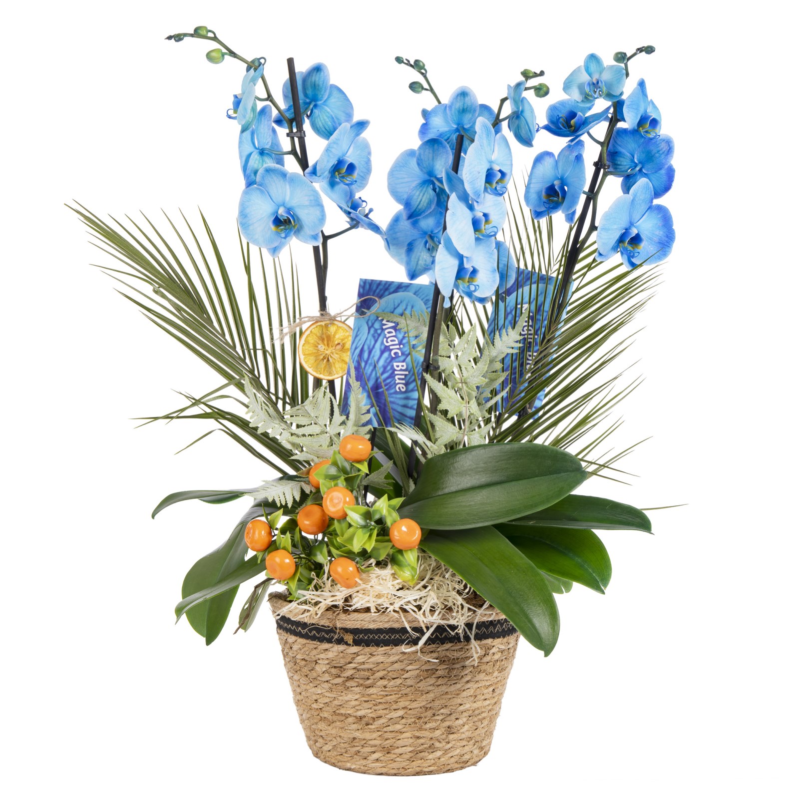 Blue Orchid Signature Collection
