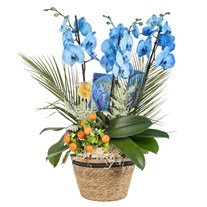 Blue Orchid Signature Collection