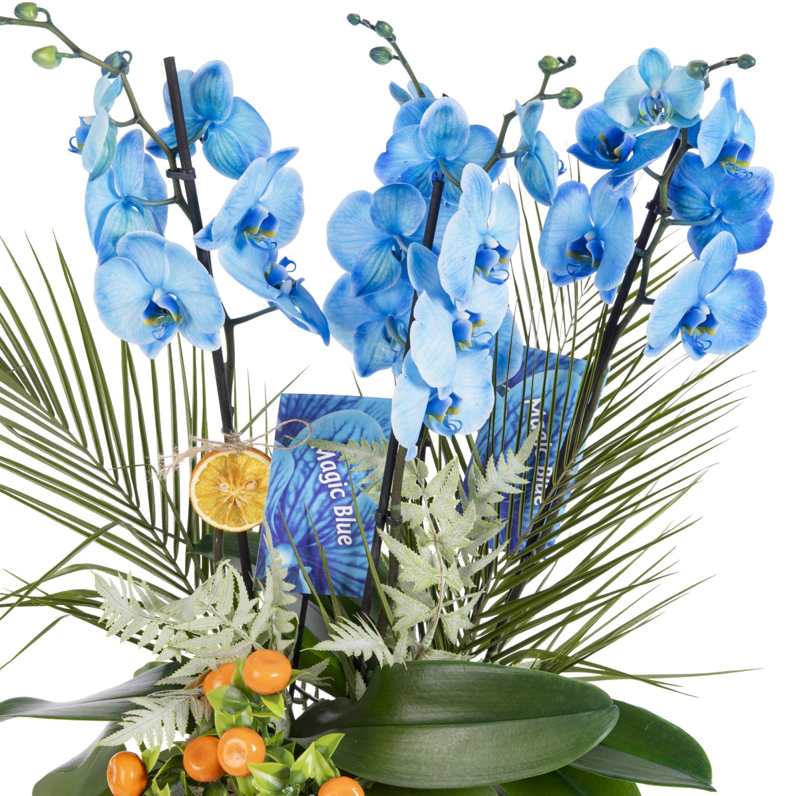 Blue Orchid Signature Collection
