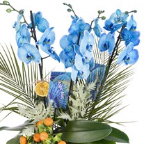 Blue Orchid Signature Collection