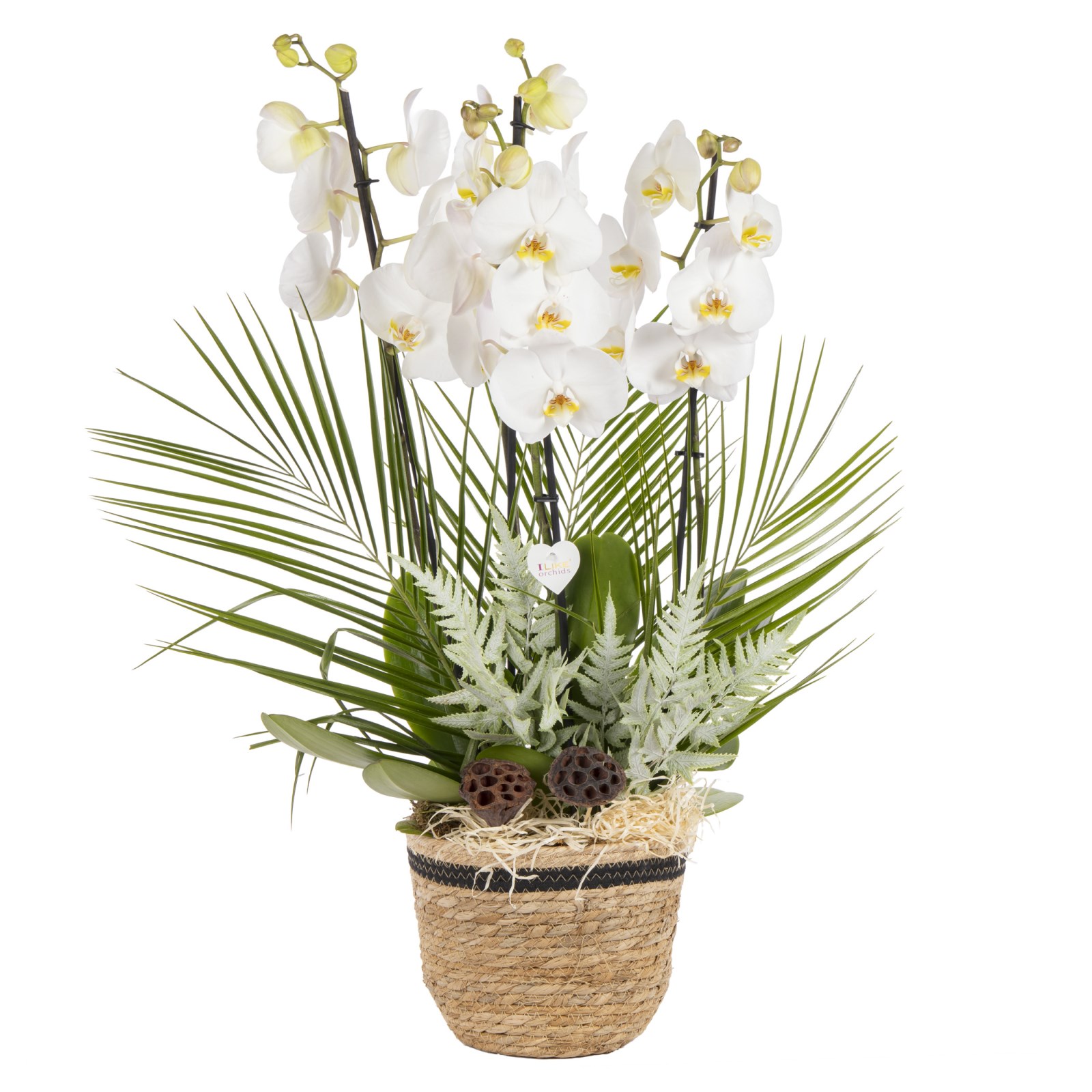 White Serenity Orchid Luxury Collection
