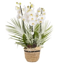 White Serenity Orchid Luxury Collection
