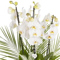 White Serenity Orchid Luxury Collection