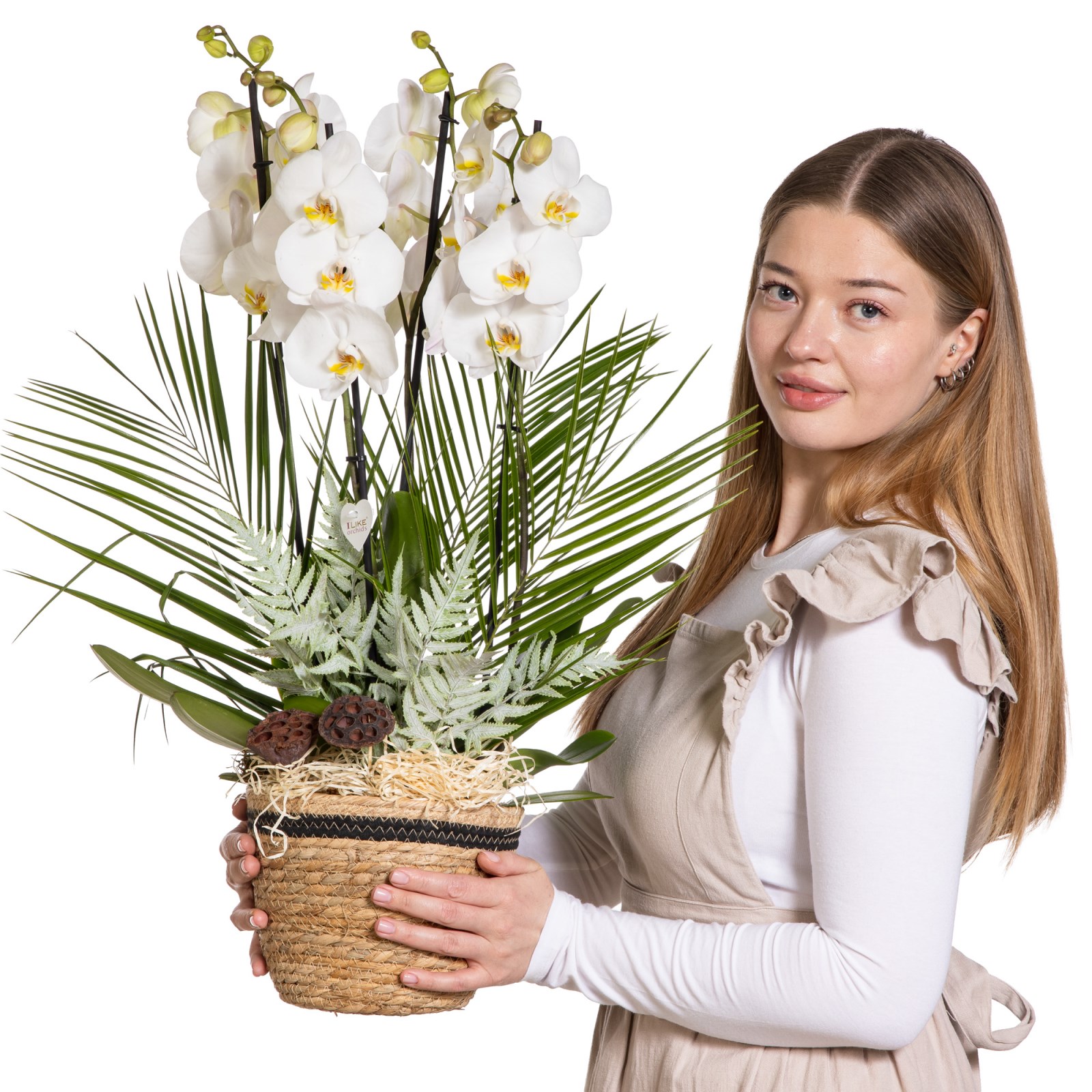 White Serenity Orchid Luxury Collection