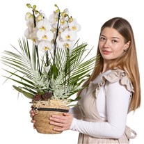 White Serenity Orchid Luxury Collection