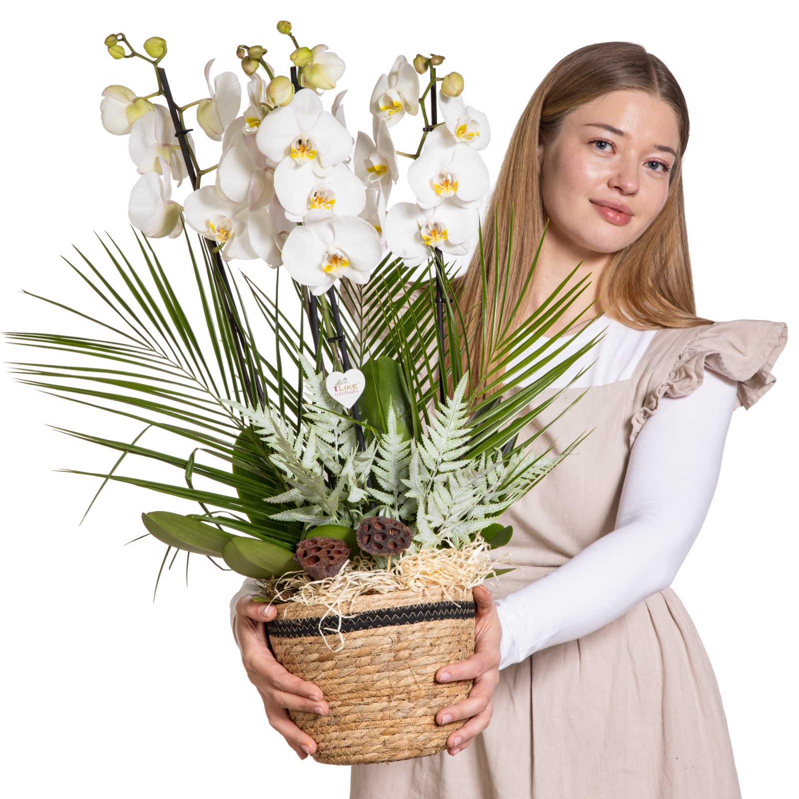 White Serenity Orchid Luxury Collection