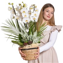 White Serenity Orchid Luxury Collection