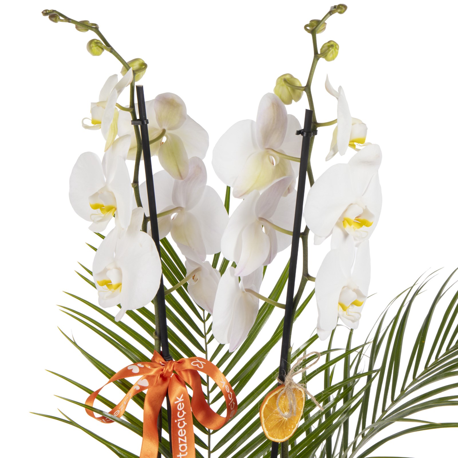 Minimal Orchid Luxe Edition