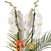 Minimal Orchid Luxe Edition