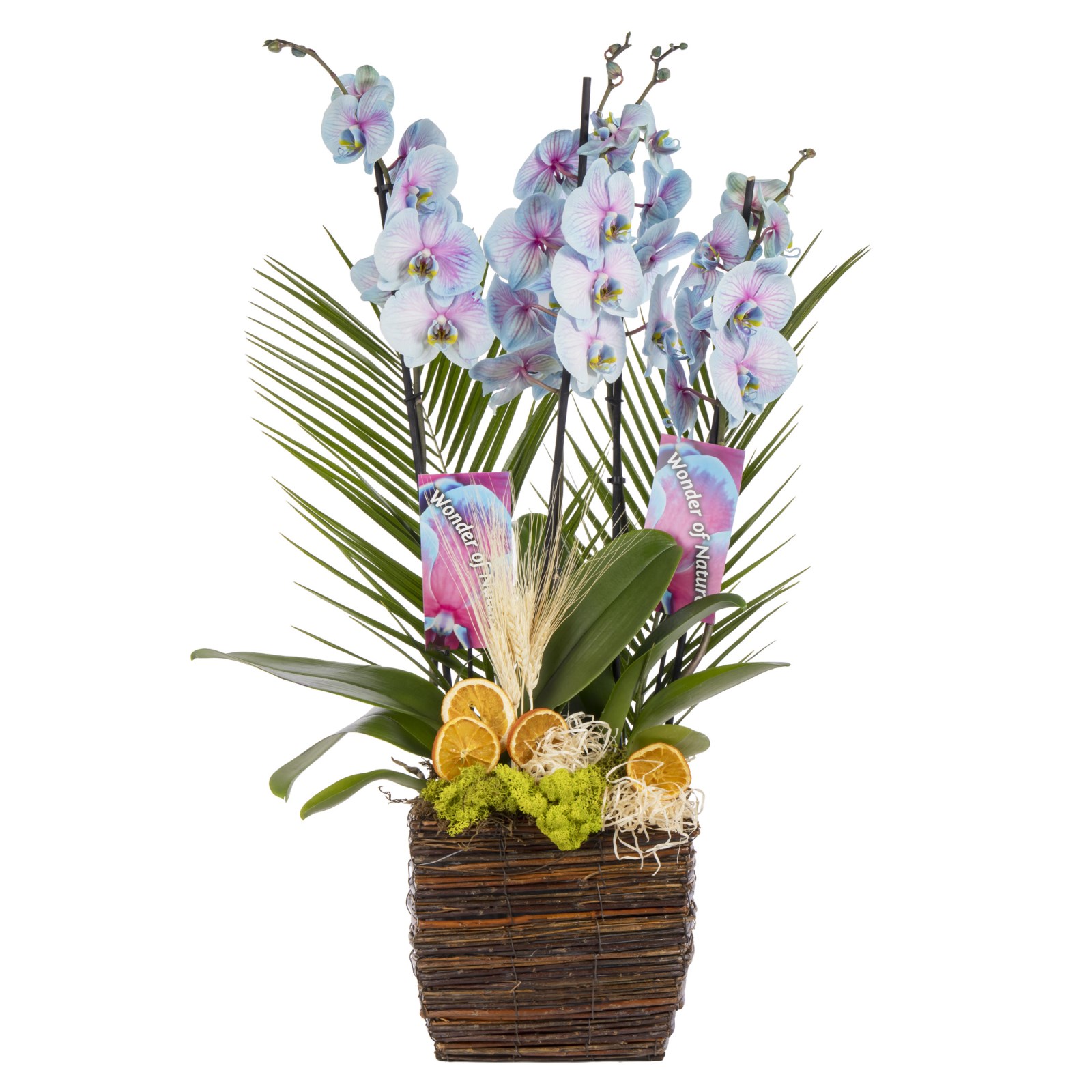Aurora Orchid Luxury Collection