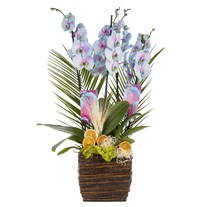 Aurora Orchid Luxury Collection