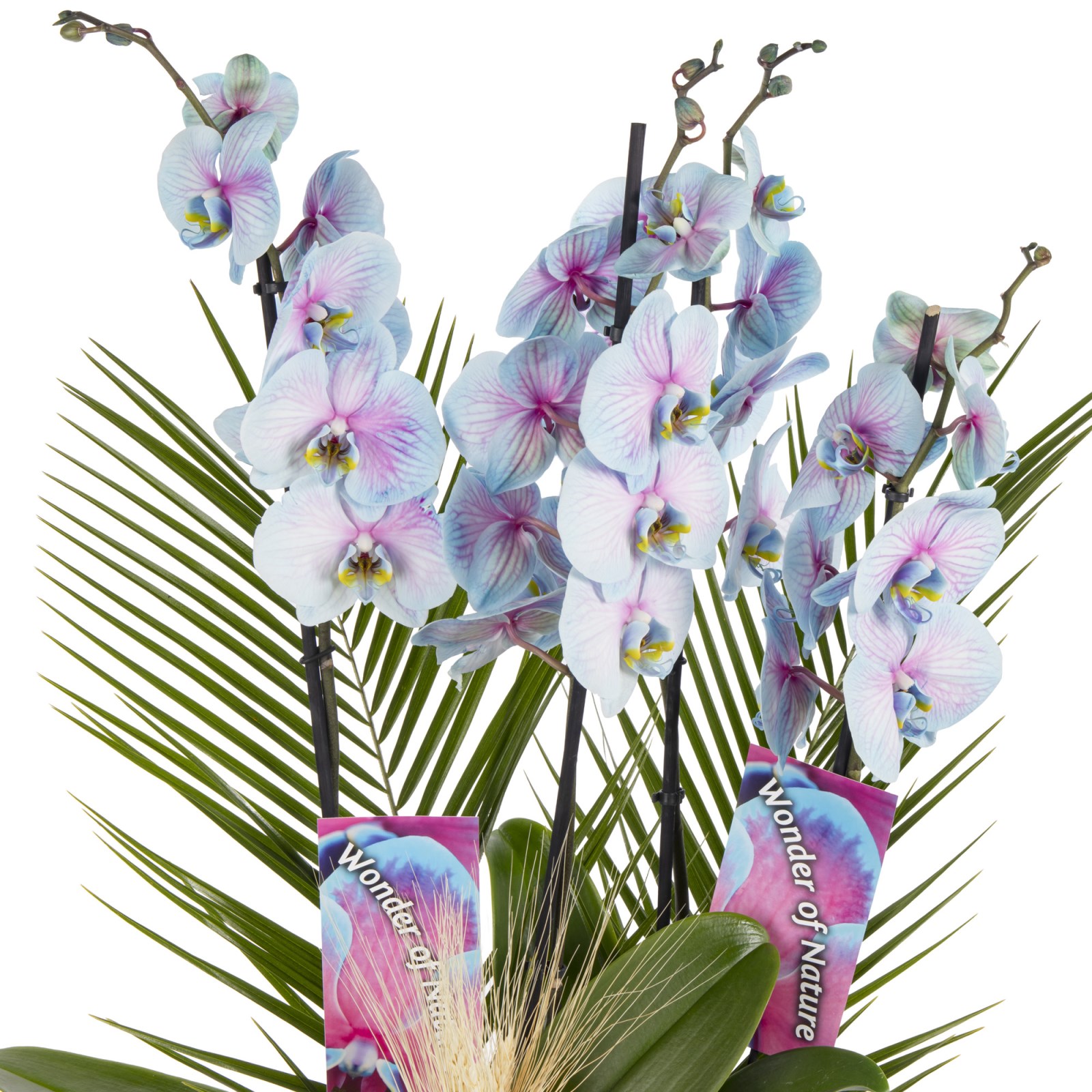 Aurora Orchid Luxury Collection