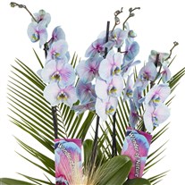 Aurora Orchid Luxury Collection