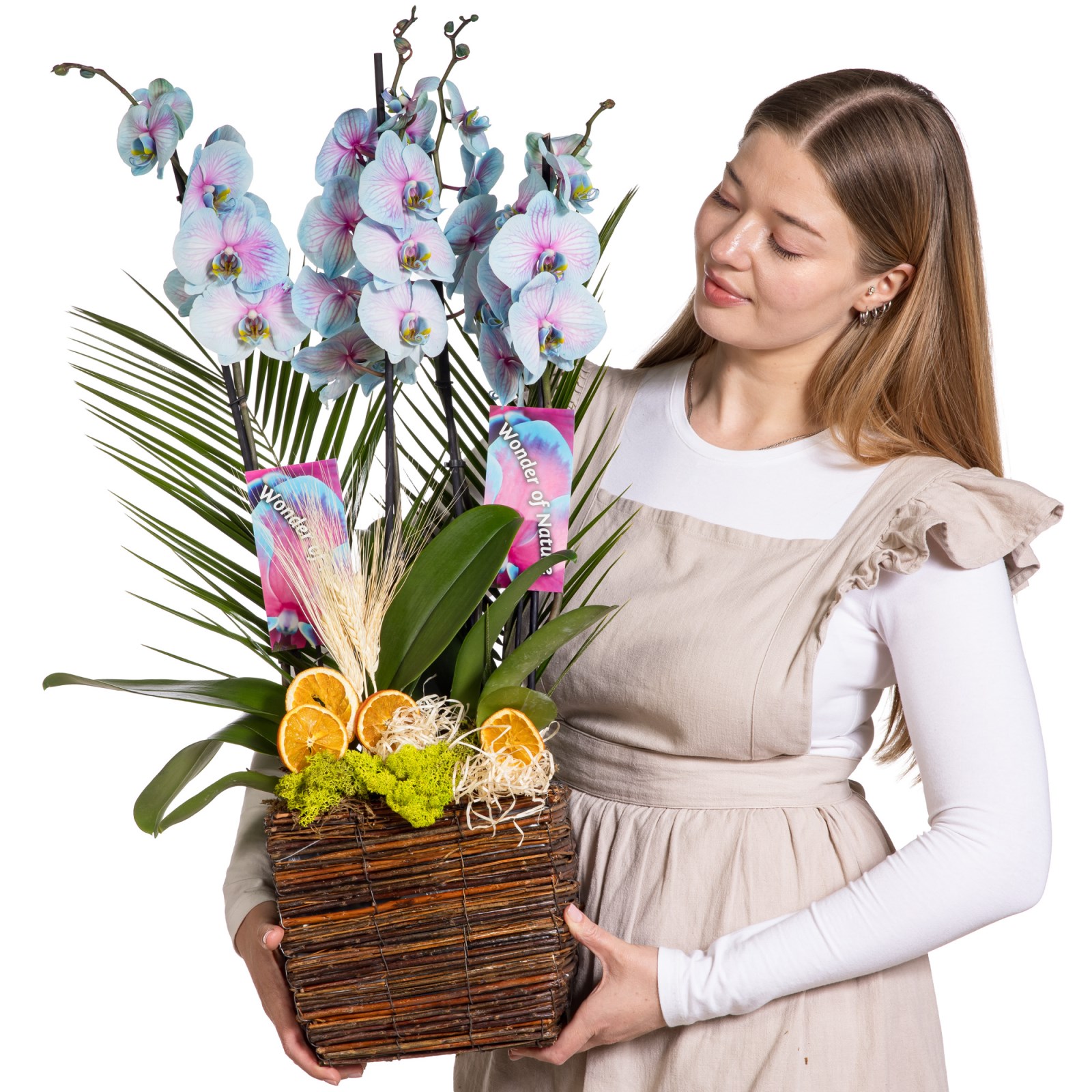 Aurora Orchid Luxury Collection
