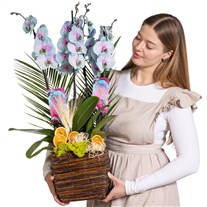 Aurora Orchid Luxury Collection