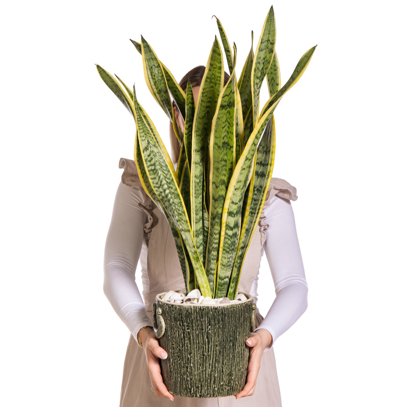 Silent Gold Sansevieria Bitkisi