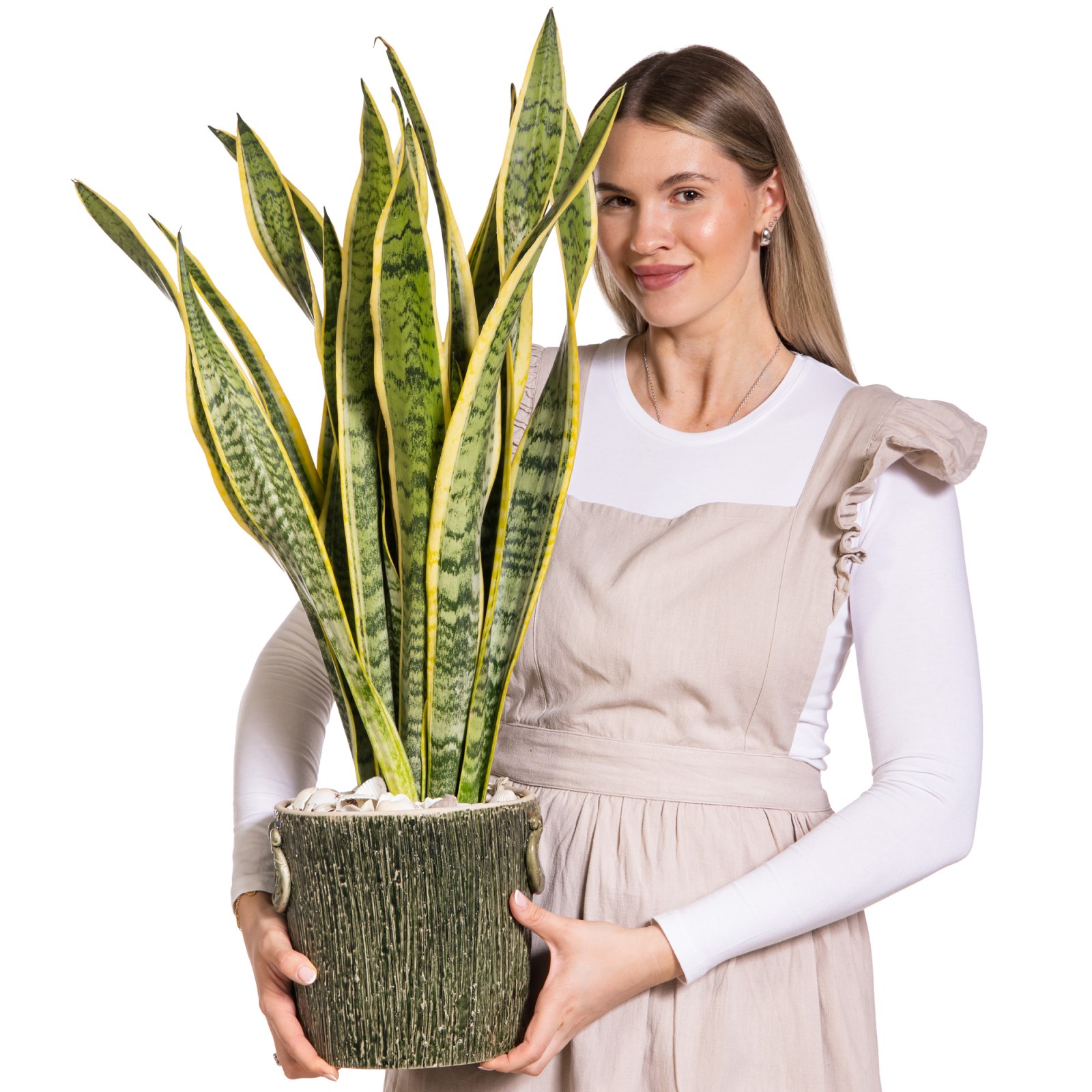 Silent Gold Sansevieria Bitkisi
