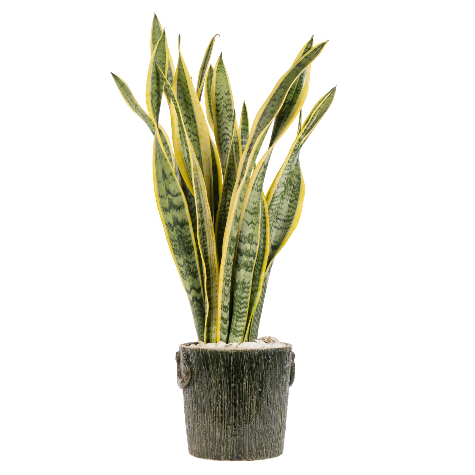 Silent Gold Sansevieria Bitkisi