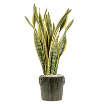 Silent Gold Sansevieria Bitkisi