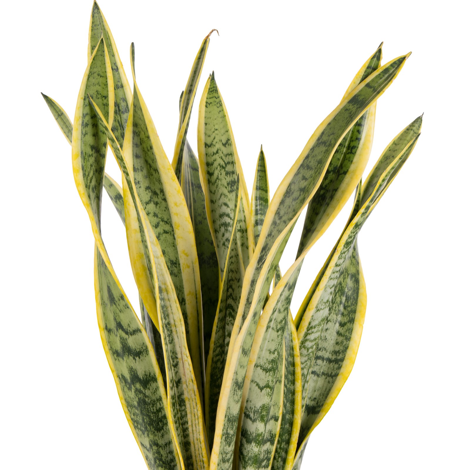Silent Gold Sansevieria Bitkisi