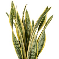 Silent Gold Sansevieria Bitkisi