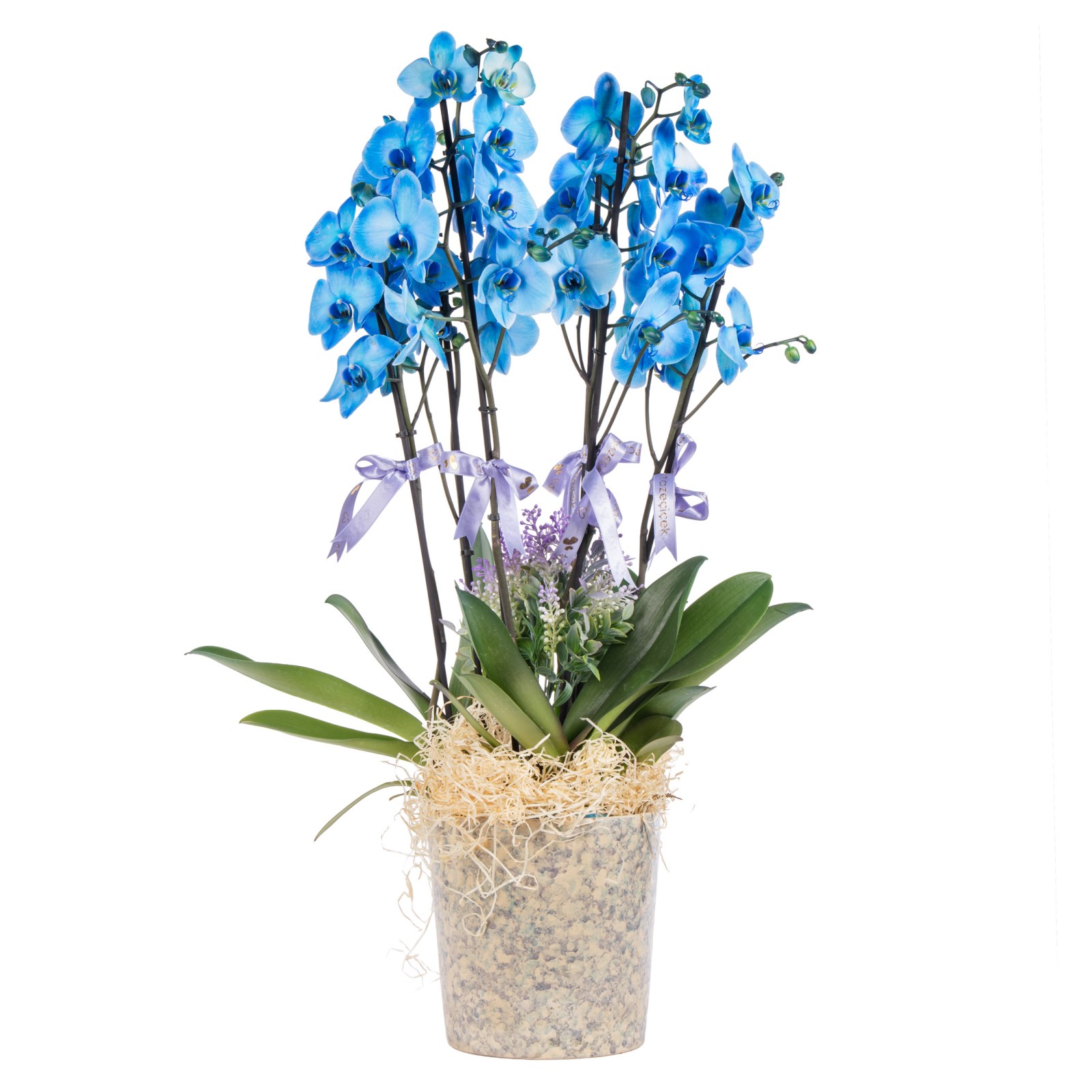 Sky Elegance Premium Orkide