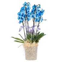 Sky Elegance Premium Orkide