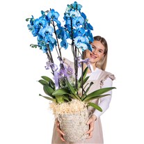 Sky Elegance Premium Orkide