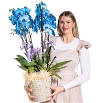 Sky Elegance Premium Orkide