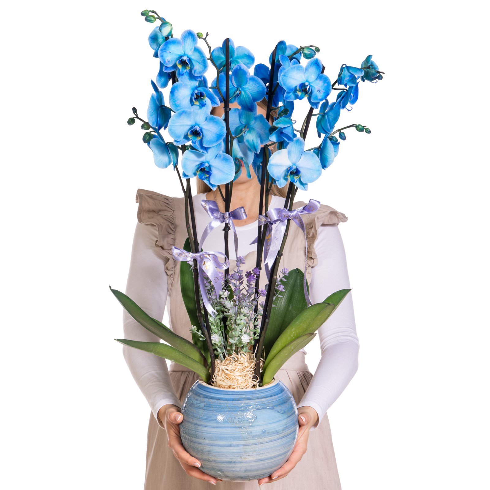 Deep Blue Premium Orkide