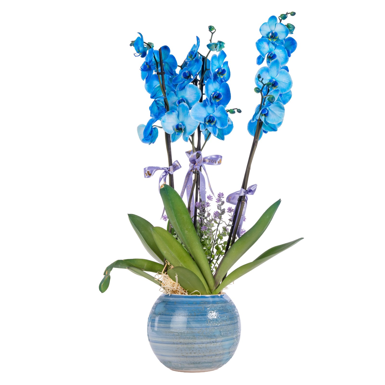 Deep Blue Premium Orkide