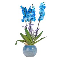 Deep Blue Premium Orkide
