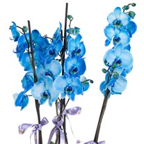 Deep Blue Premium Orkide