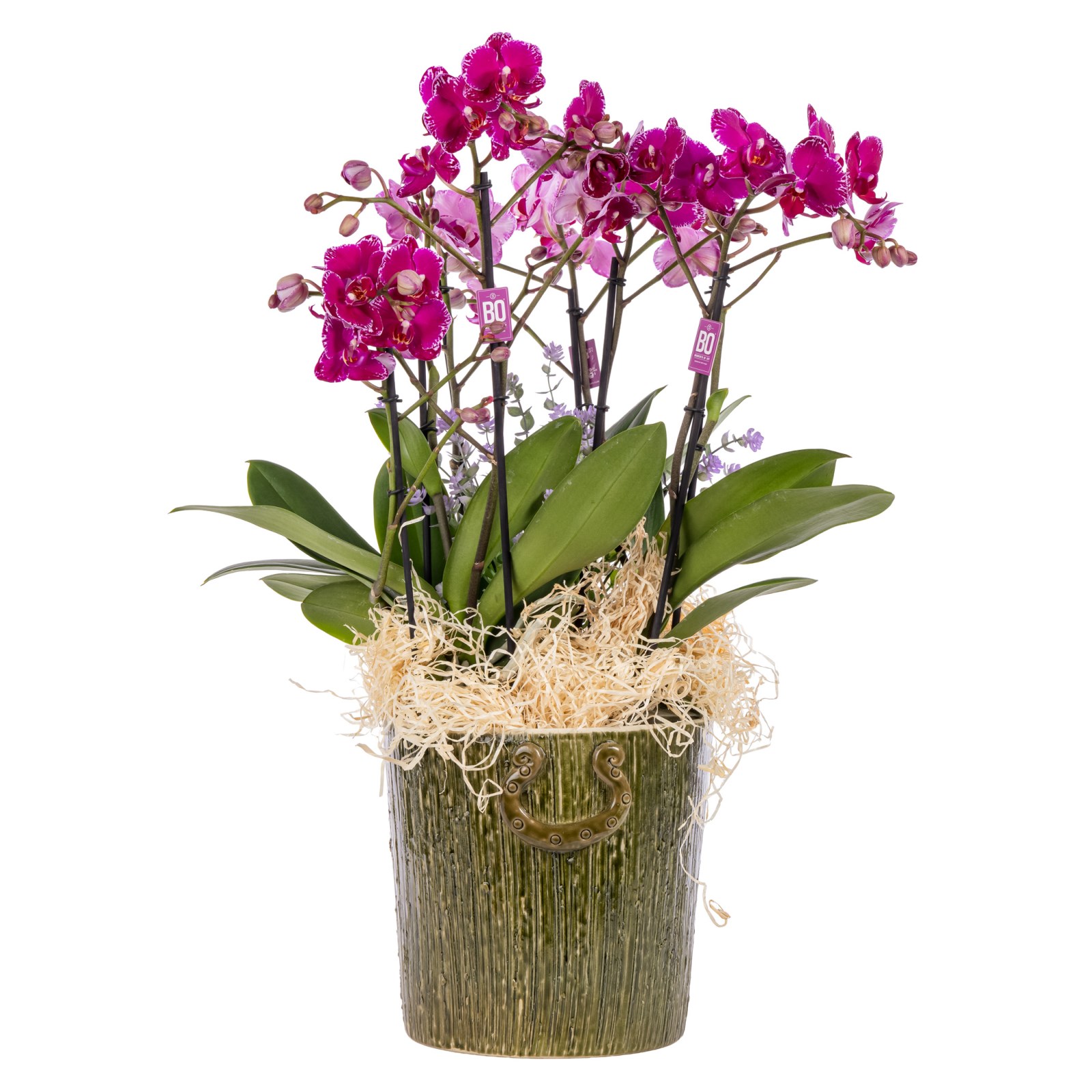 Pink Melody Premium Orkide