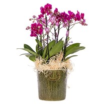 Pink Melody Premium Orkide