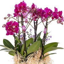 Pink Melody Premium Orkide