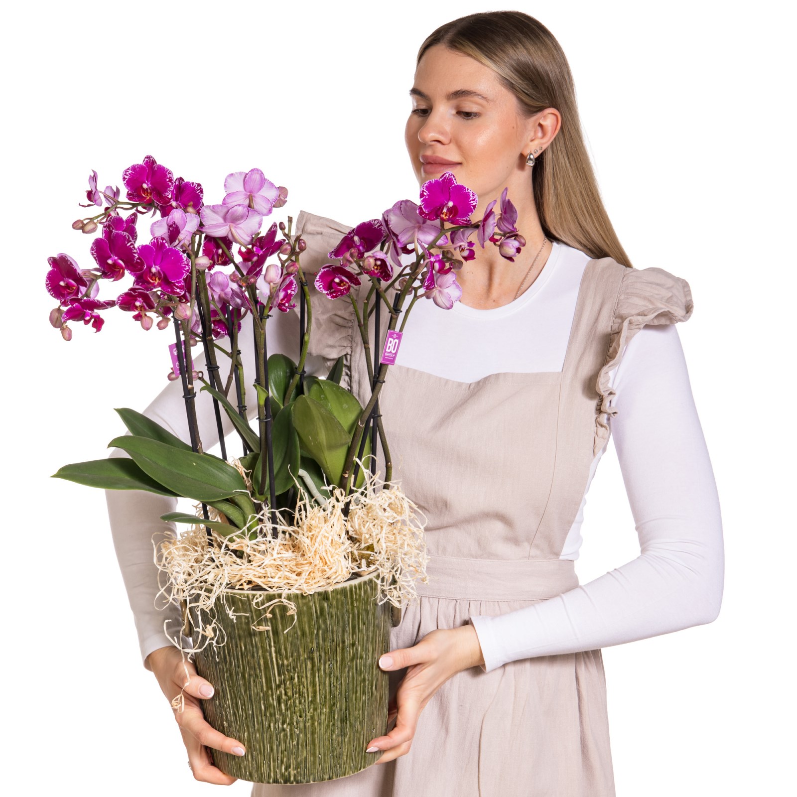 Pink Melody Premium Orkide