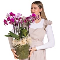Pink Melody Premium Orkide