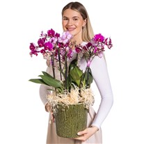 Pink Melody Premium Orkide
