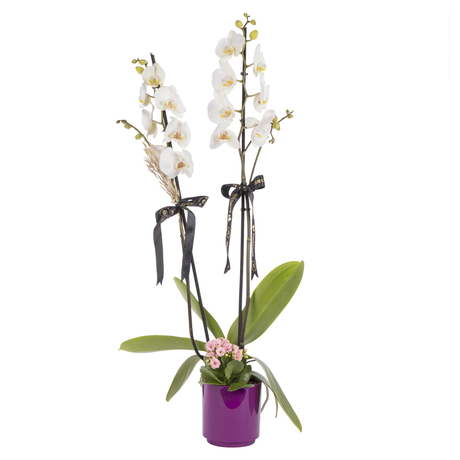 Purple Elegance Beyaz Orkide Aranjmanı