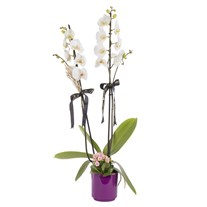 Purple Elegance Beyaz Orkide Aranjmanı