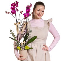 Magenta Dream Mor Orkide Tasarımı