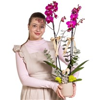 Magenta Dream Mor Orkide Tasarımı