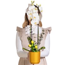 Lemon Breeze Çift Dal Beyaz Orkide