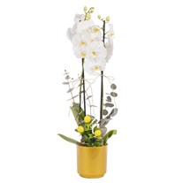 Lemon Breeze Çift Dal Beyaz Orkide