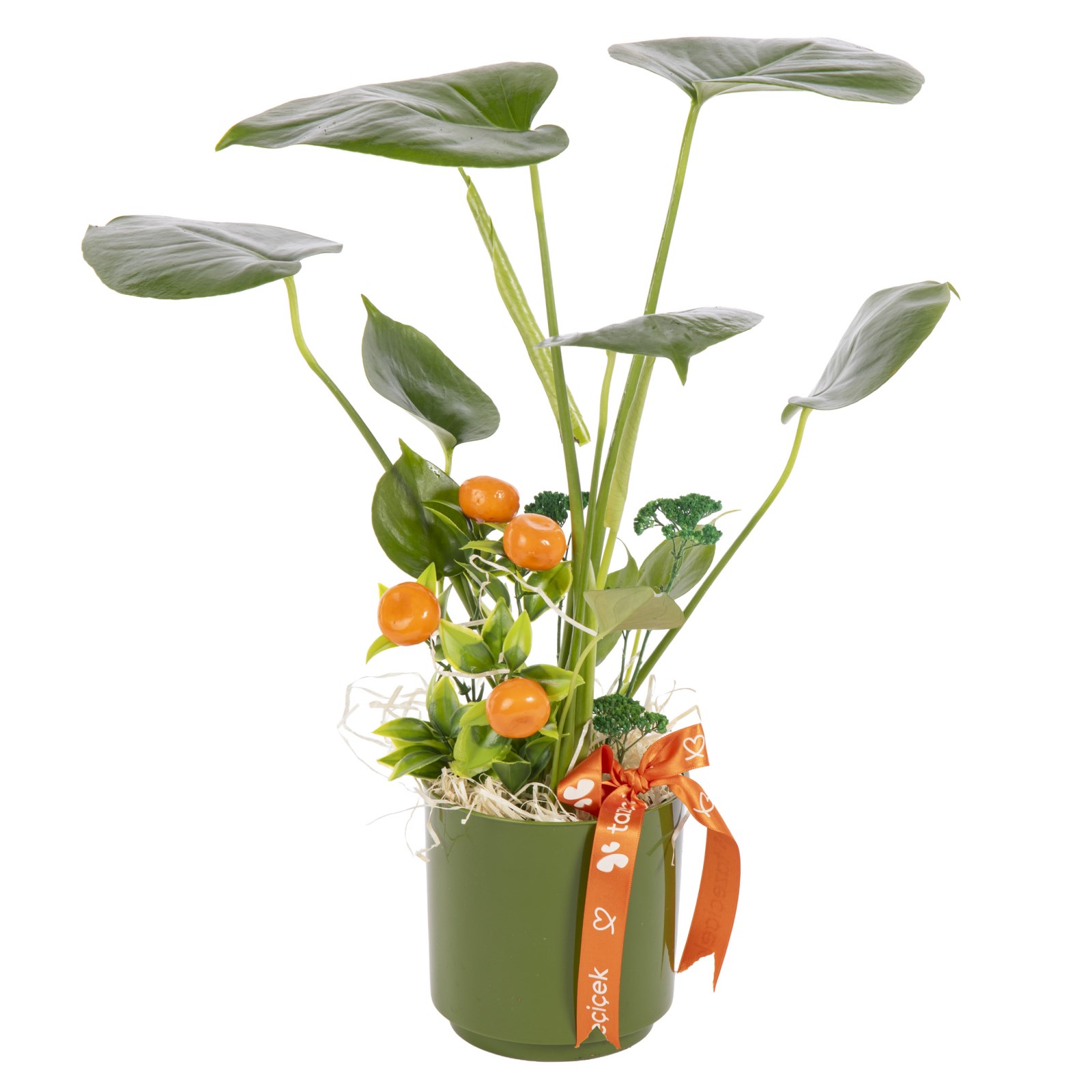 Forest Green Mini Monstera Bitkisi